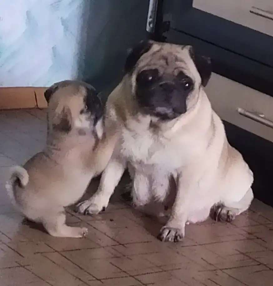 Мопса щенки