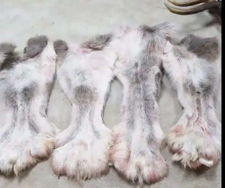 Камус дорого