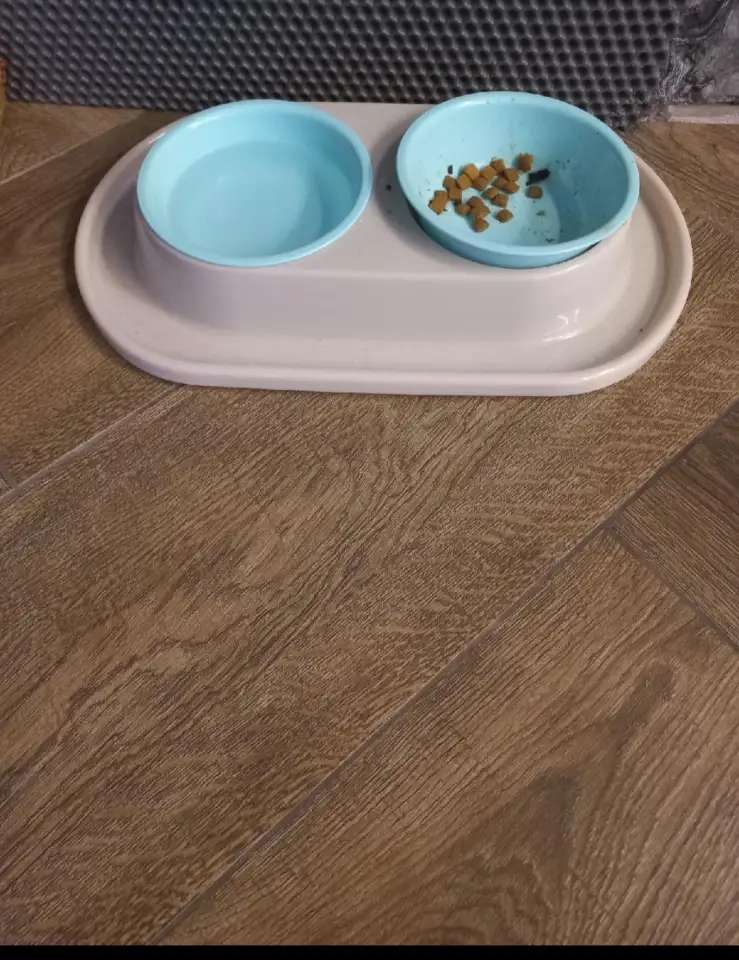 Котик Мурзик