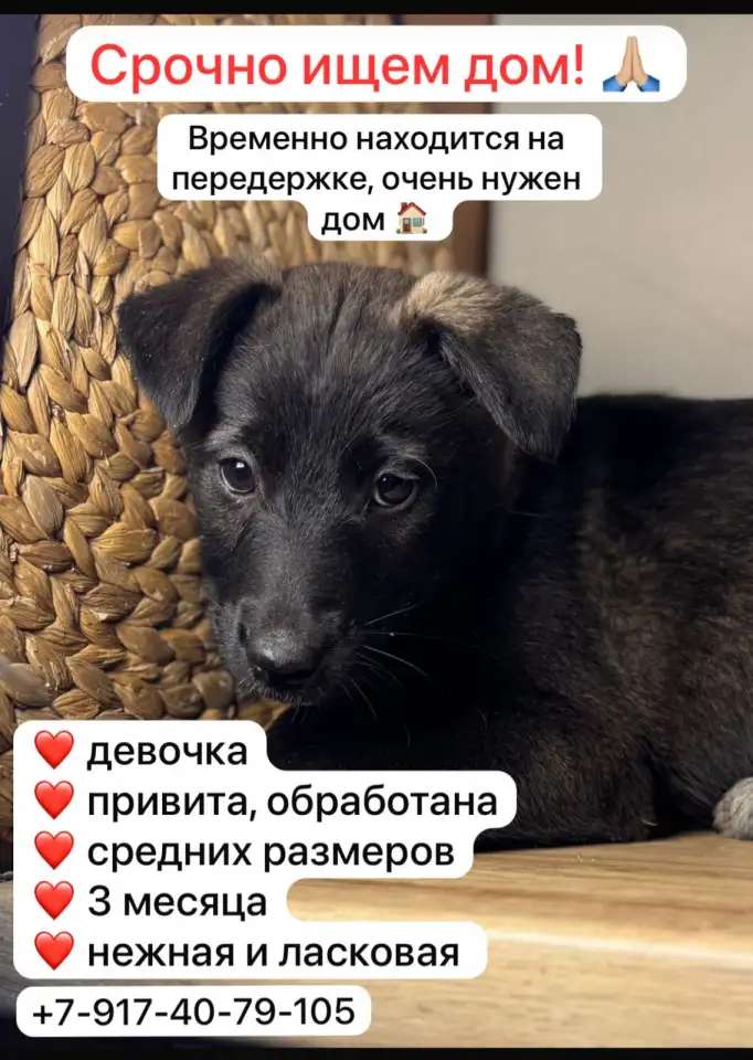 Щенки