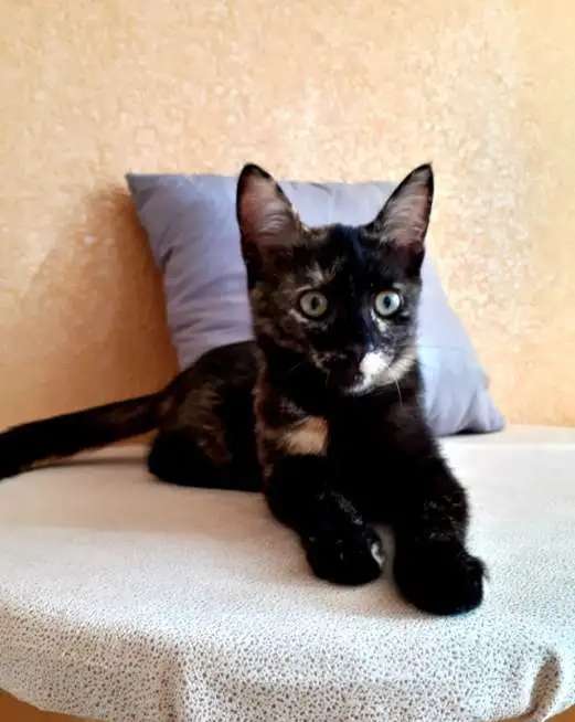 Котенок