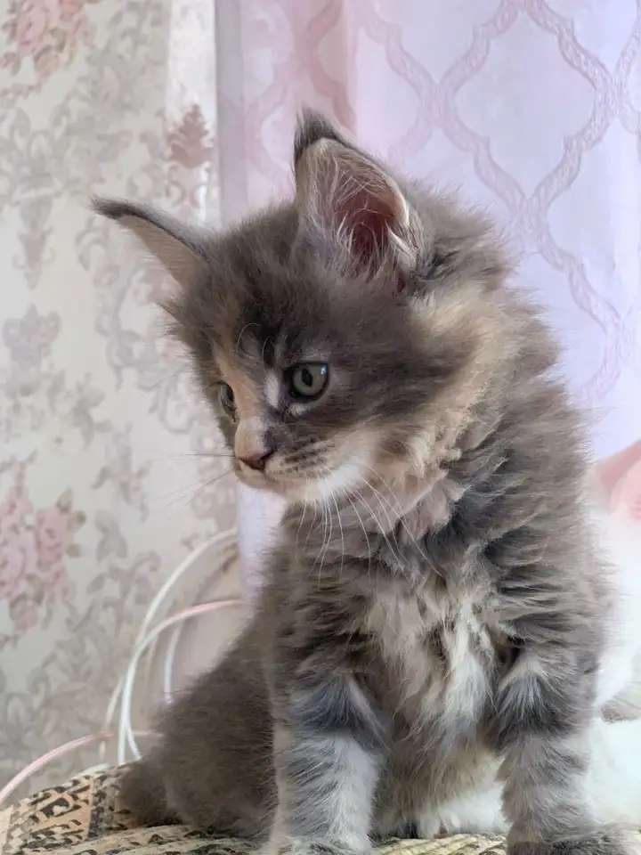 Котятки мейн Кун
