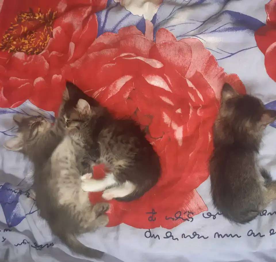 Котята милые, активные. К туалету приучены, едят всё. 1,5 месяца.