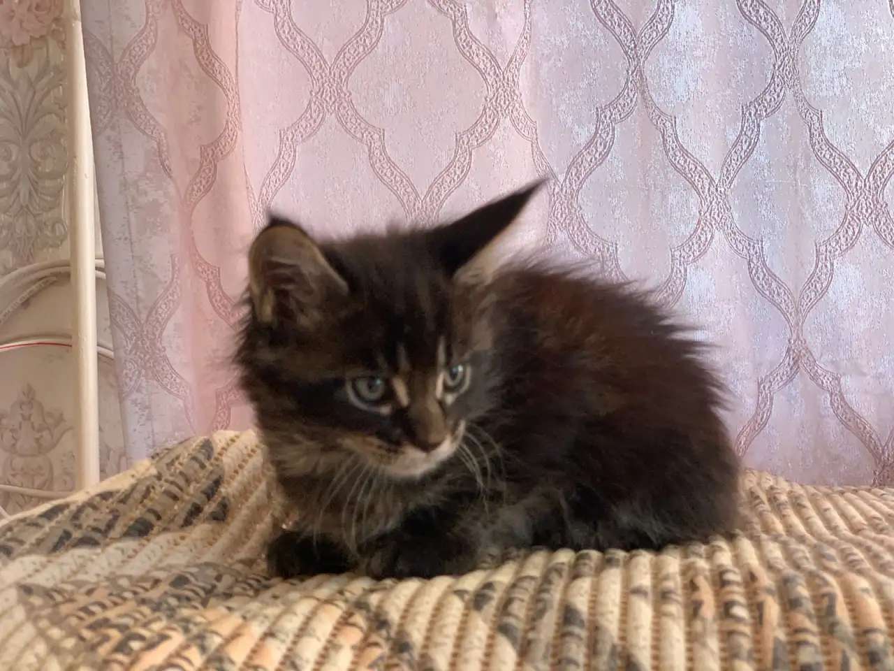 Котятки мейн Кун