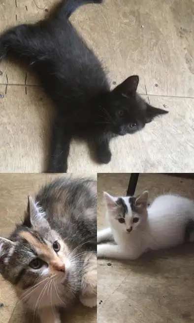 Отдам котят в добрые руки!!!