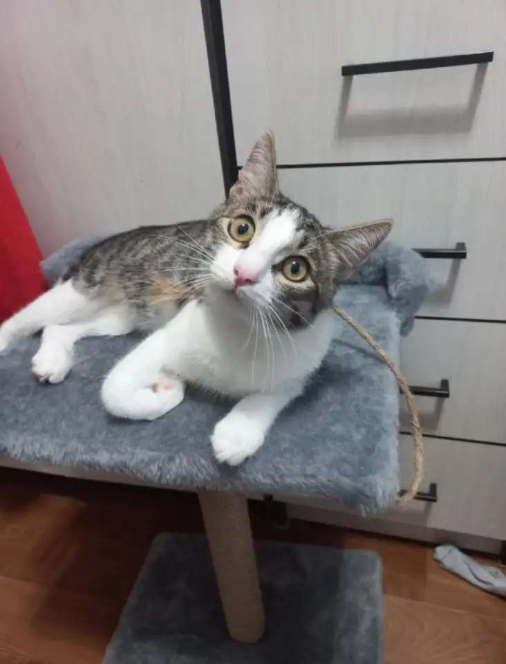Котик Мурзик