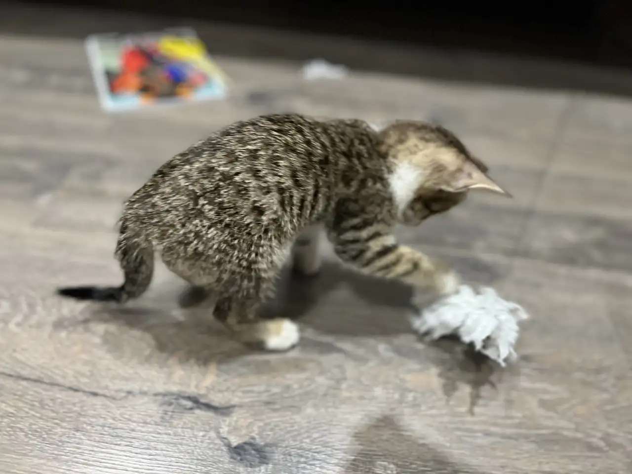 Отдам котёнка в добрые руки