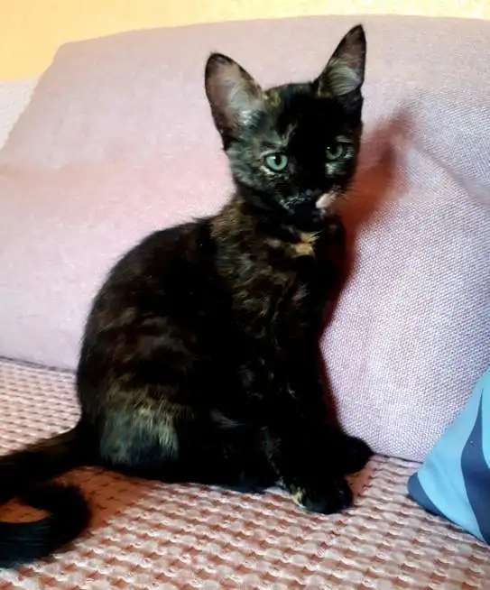 Котенок