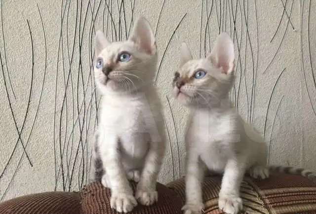 Бенгальские котята снежные линкс