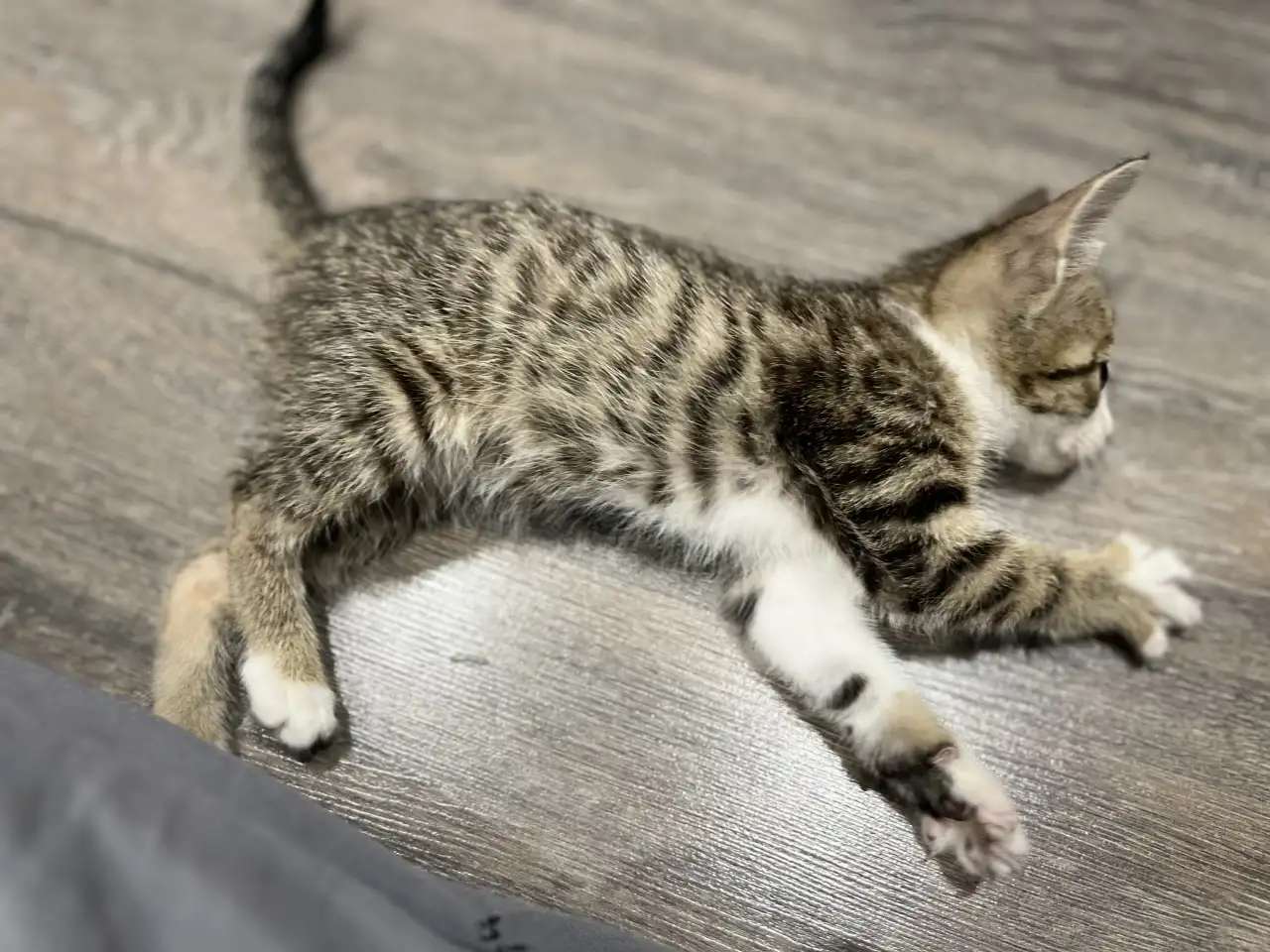 Отдам котёнка в добрые руки