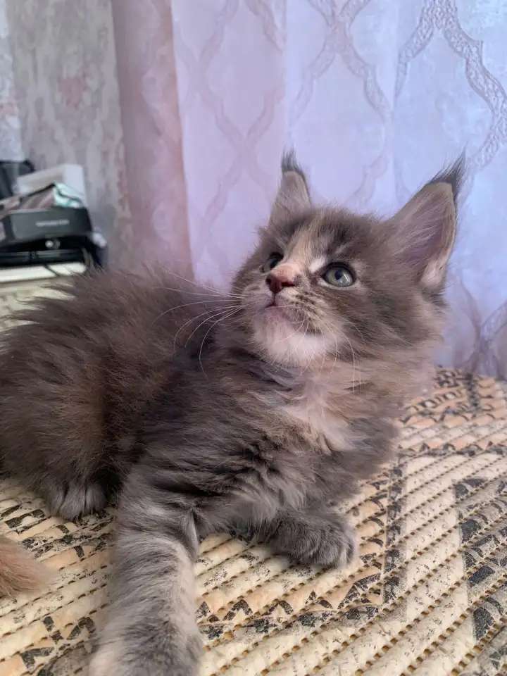 Котятки мейн Кун