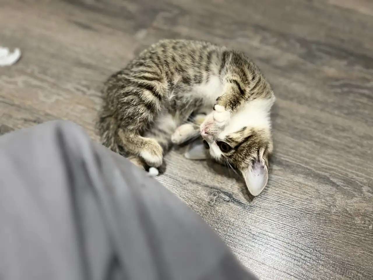 Отдам котёнка в добрые руки