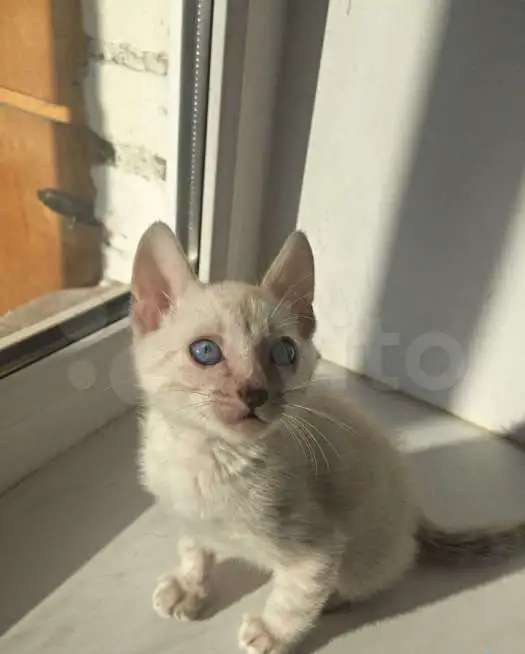 Бенгальские котята снежные линкс