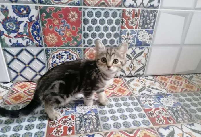 Продажа котят шотландских