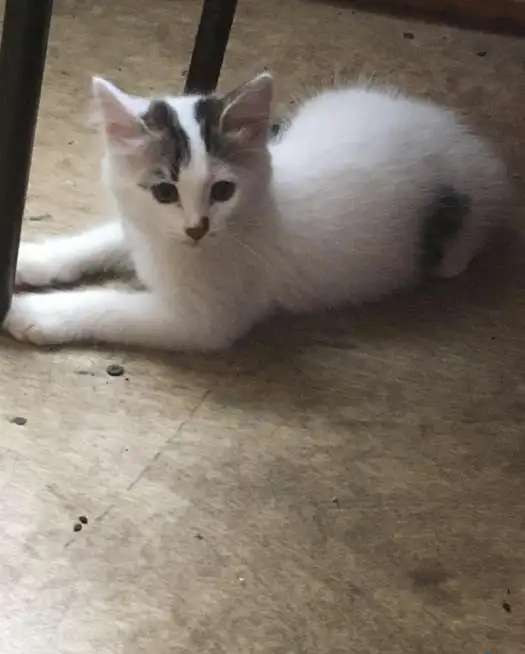 Отдам котят в добрые руки!!!