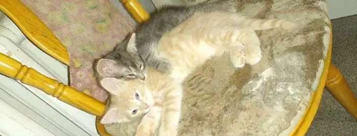 Котята