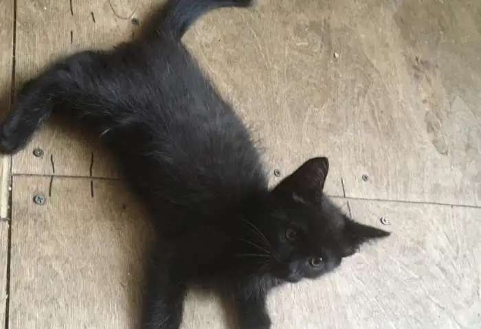 Отдам котят в добрые руки!!!