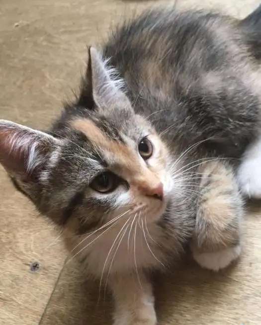 Отдам котят в добрые руки!!!