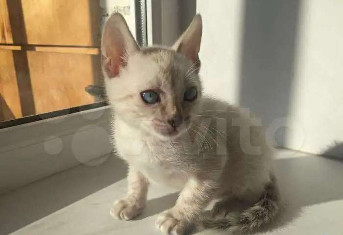 Бенгальские котята снежные линкс