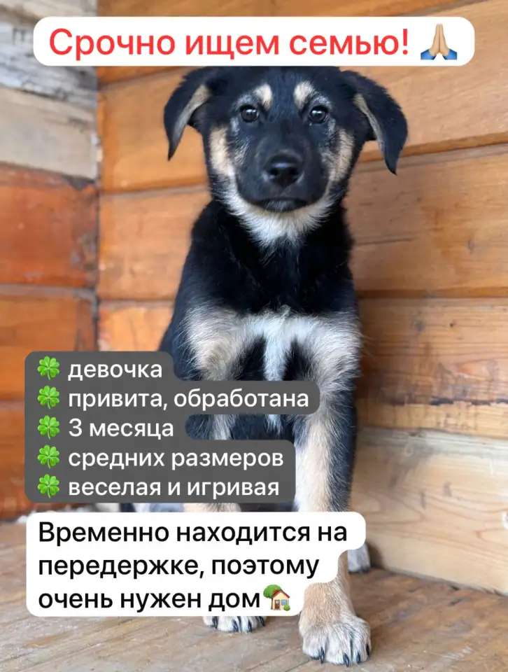 Щенки
