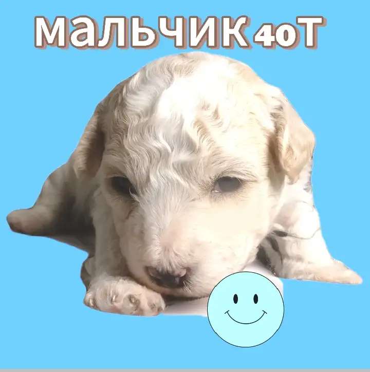 Маленькие малыши вырастают до 30 см,подходят для квартиры. Легко ладят с другими животными и детьми. Чистокровные. Папа