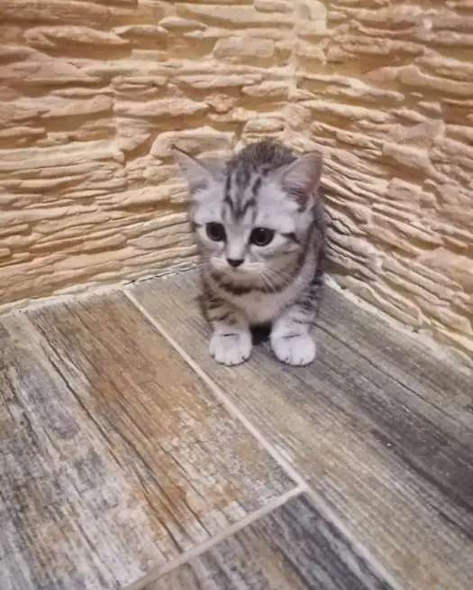 Продажа котят шотландских