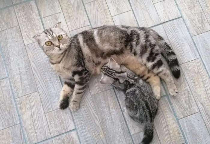 Продажа котят шотландских