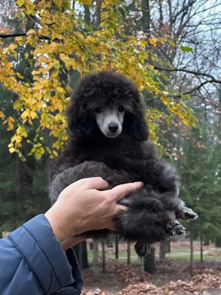 Щенки серебристого пуделя