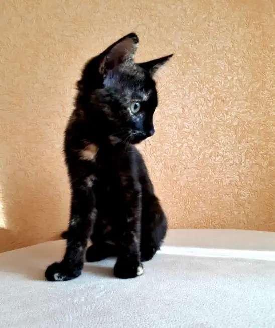 Котенок