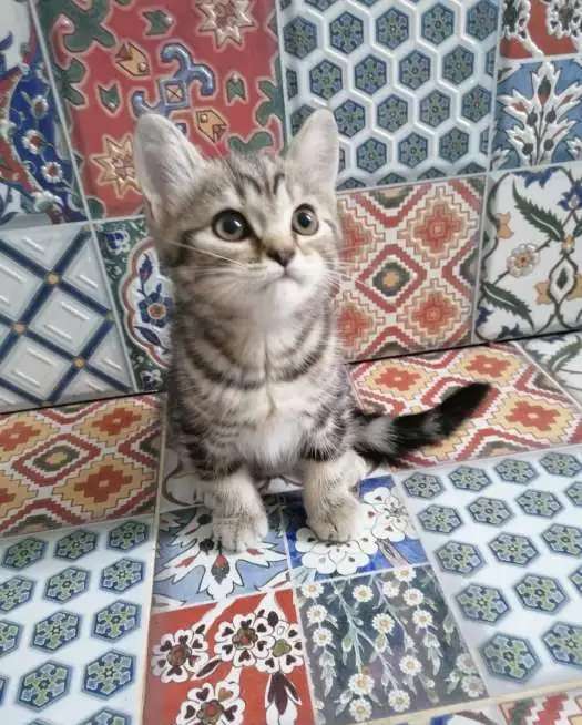 Продажа котят шотландских