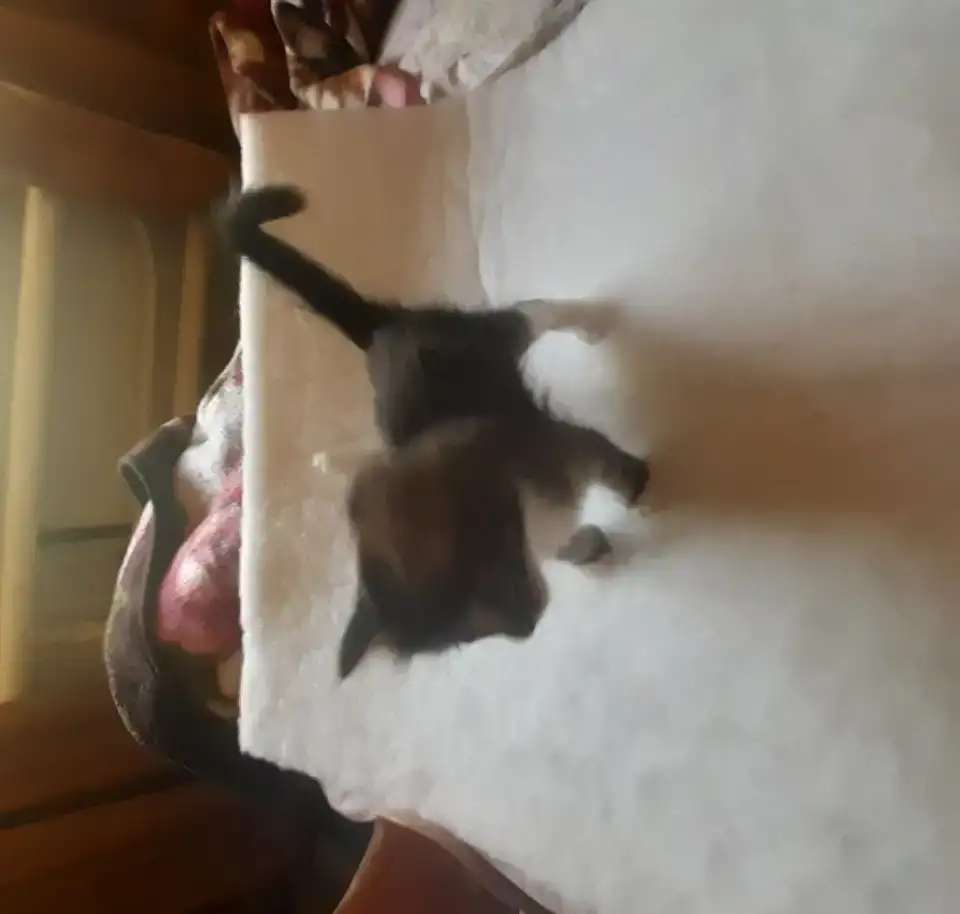 Котята милые, активные. К туалету приучены, едят всё. 1,5 месяца.