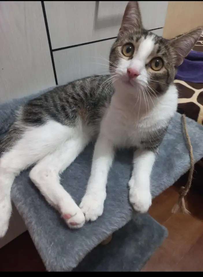 Котик Мурзик