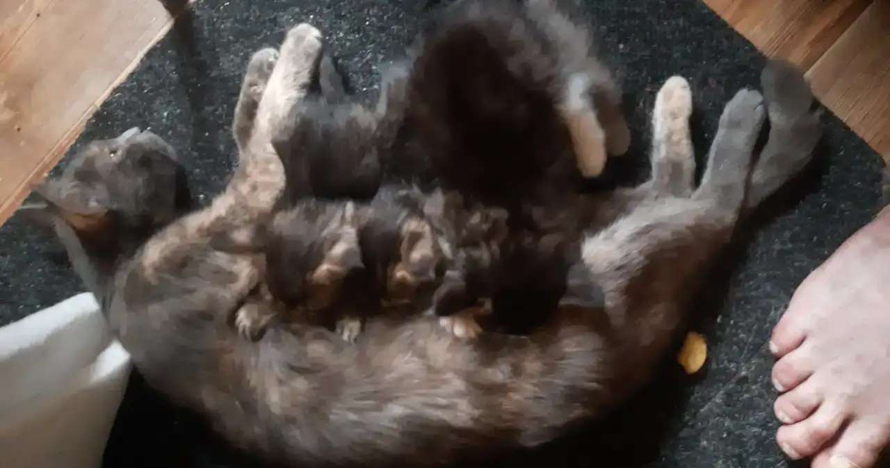 Котята милые, активные. К туалету приучены, едят всё. 1,5 месяца.