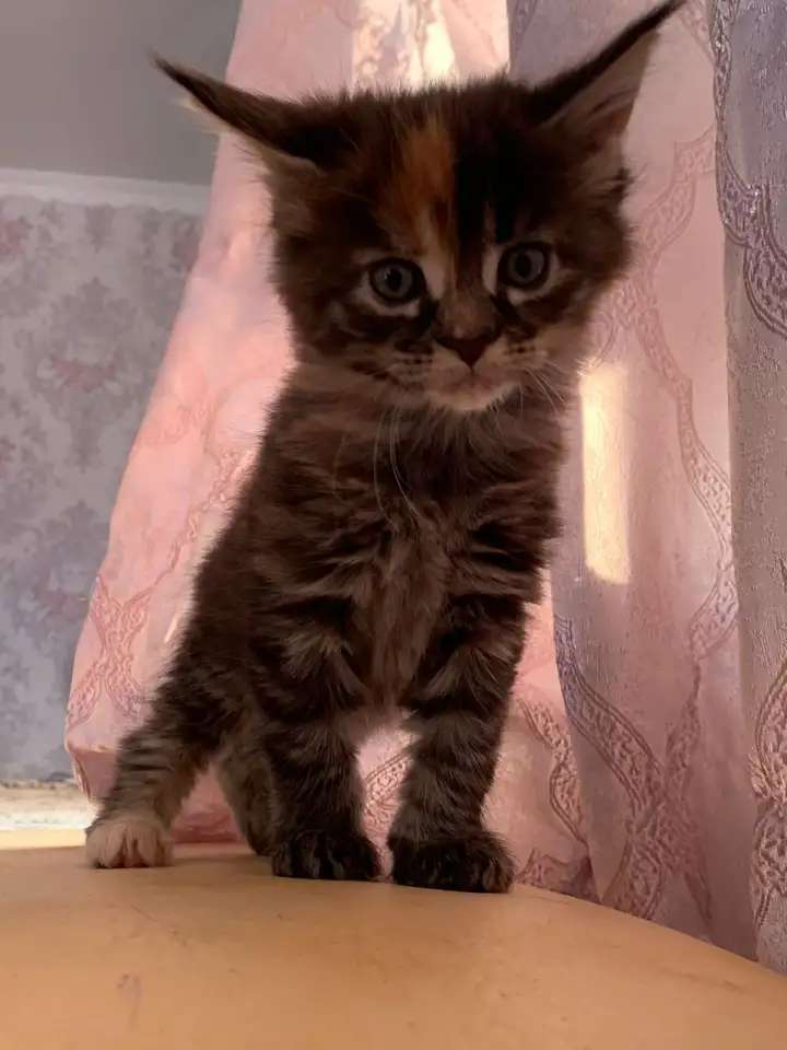 Котятки мейн Кун