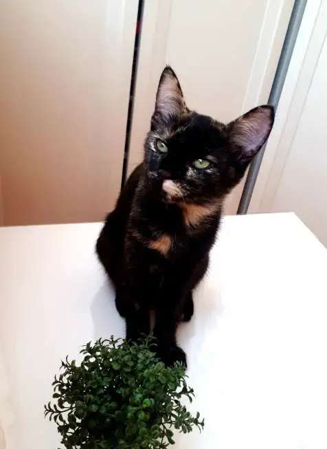 Котенок