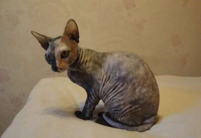 Отдам бесплатно кошку донского сфинкса