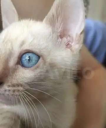 Бенгальские котята снежные линкс