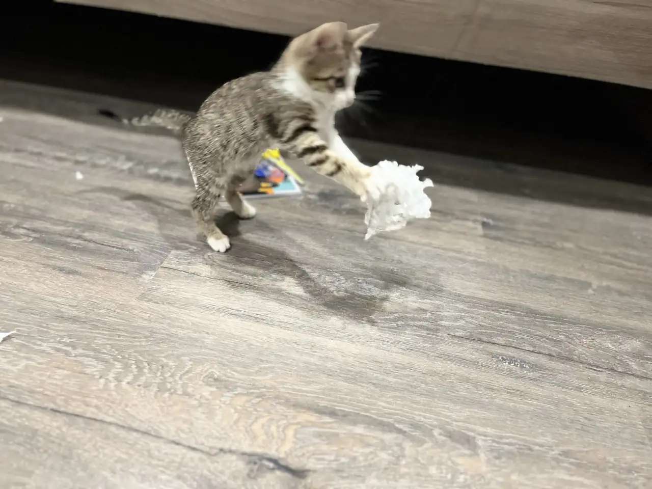 Отдам котёнка в добрые руки