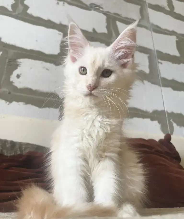 Котята породы мейн Кун в Иркутске