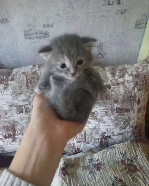 Отдам в добрые руки