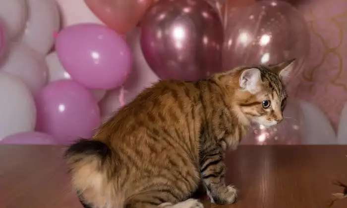 Котенок курильского бобтейла