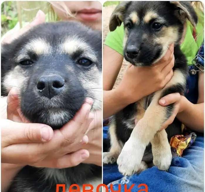 Собака ищет дом