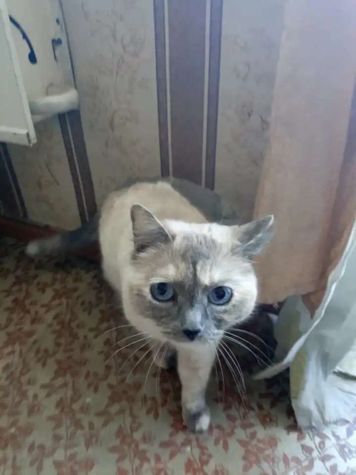 Отдам красивую кошку в хорошие руки