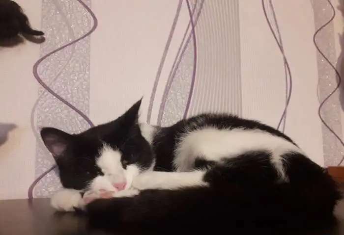 Отдам котенка