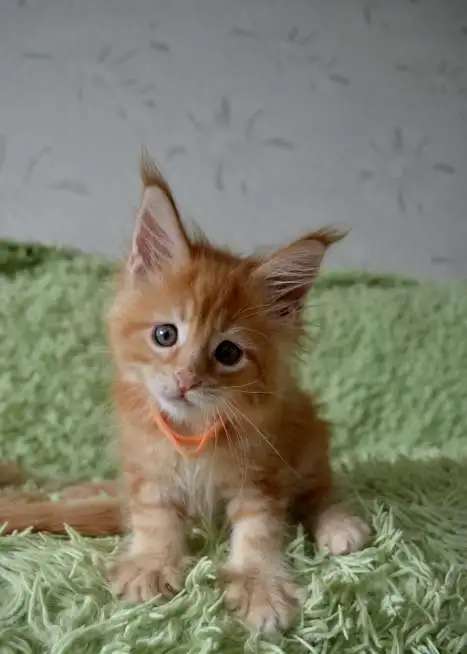 Котята породы мейн-кун в Иркутске!