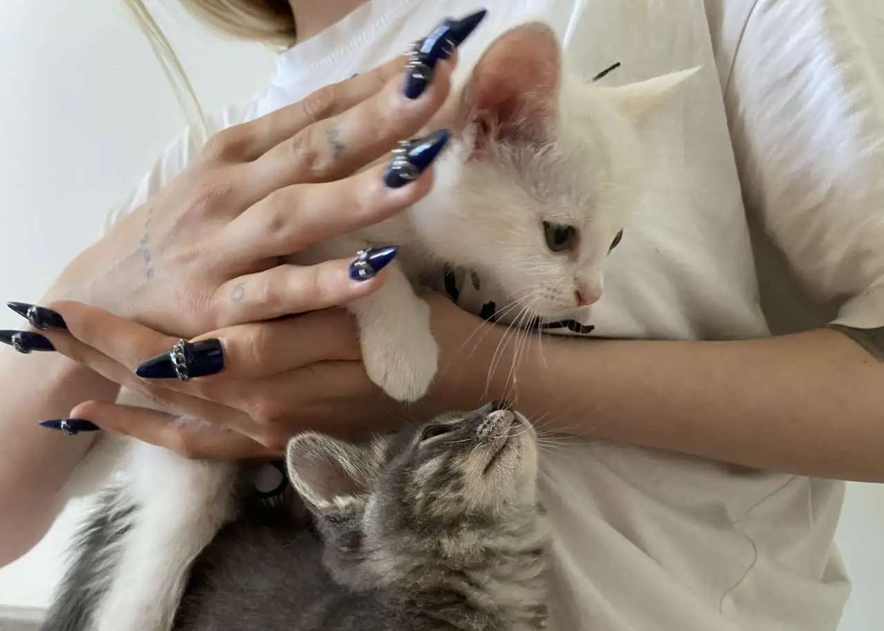 котята в добрые руки бесплатно