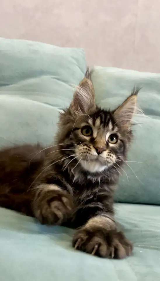 Котенок мейн-кун