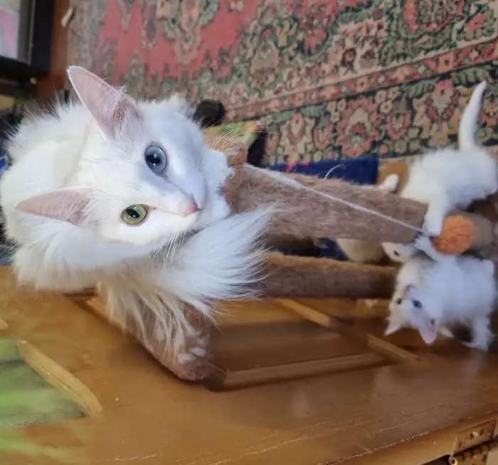 Котята турецкой ангоры из питомника
