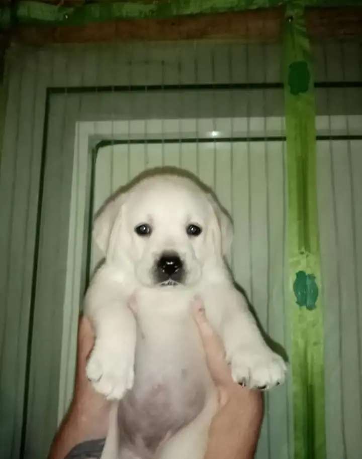 Собаки