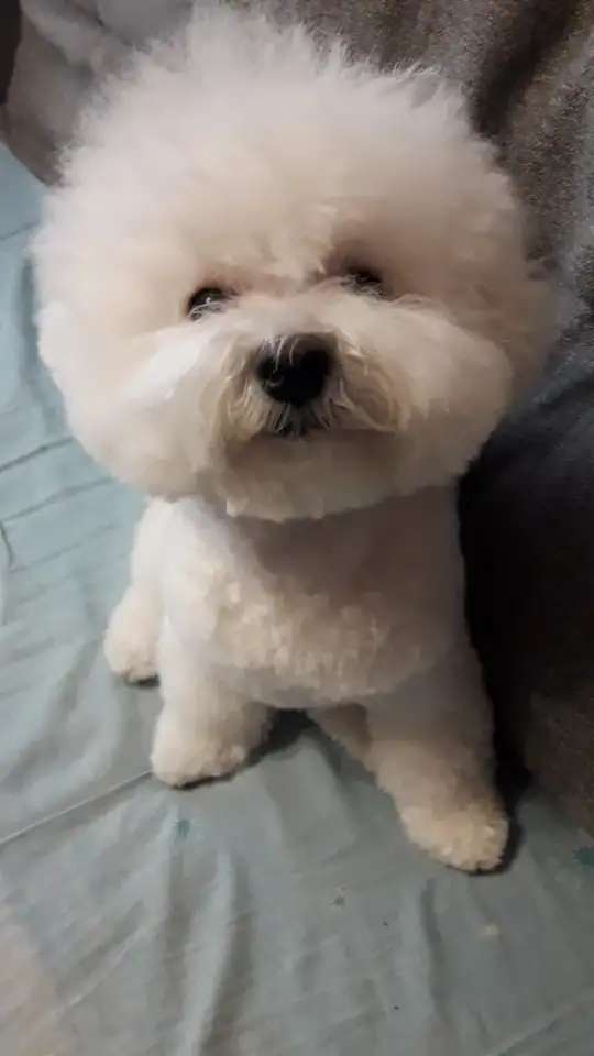 Продаются щенки бишон фризе
